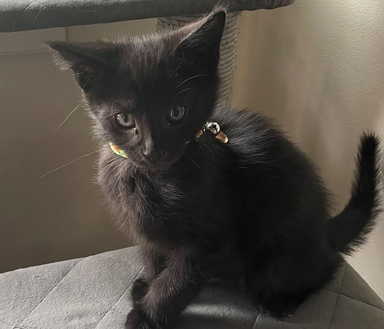 Yoda, adopted, Kitten Male Domestic Short Hair.