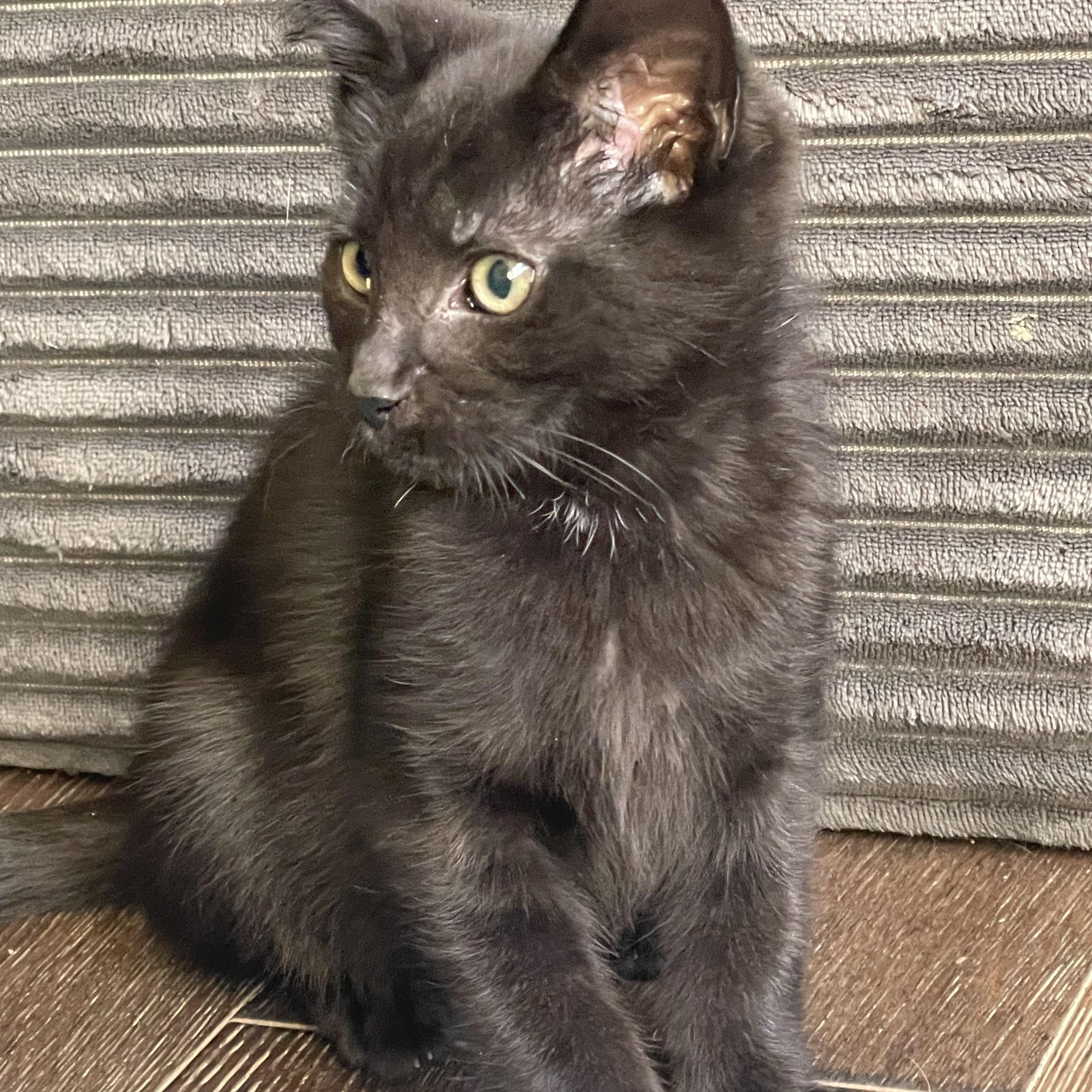 Yoda, an adopted Domestic Short Hair in Maple Valley, WA image 3/4