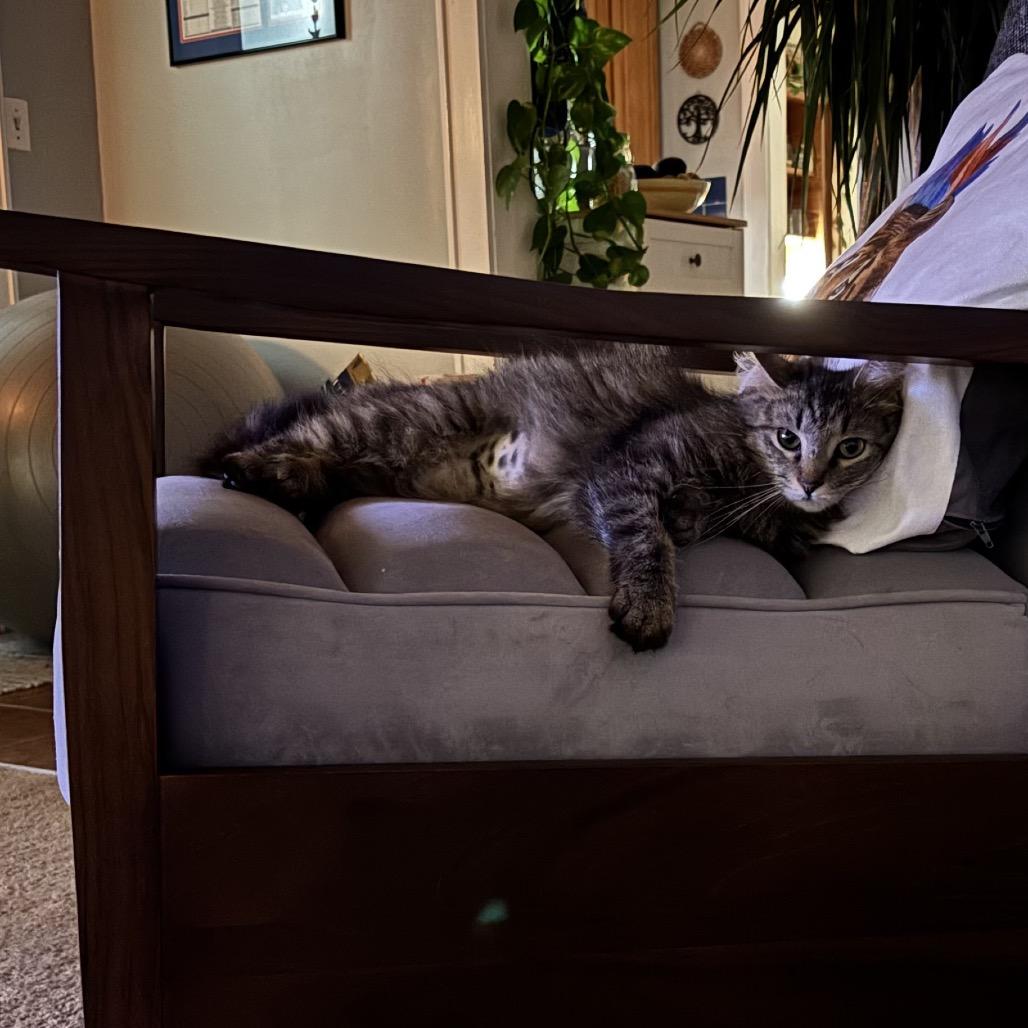 Cleo/Lisa, Adoptable, Adult Female Domestic Long Hair.