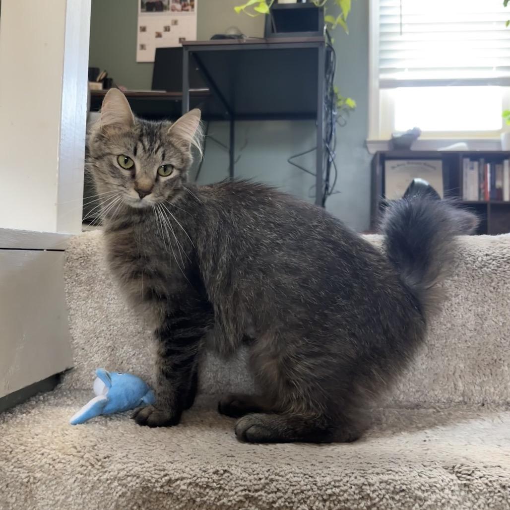 Enlarge Cleo/Lisa, a Adoptable Domestic Long Hair in Frederick, MD image 2/5