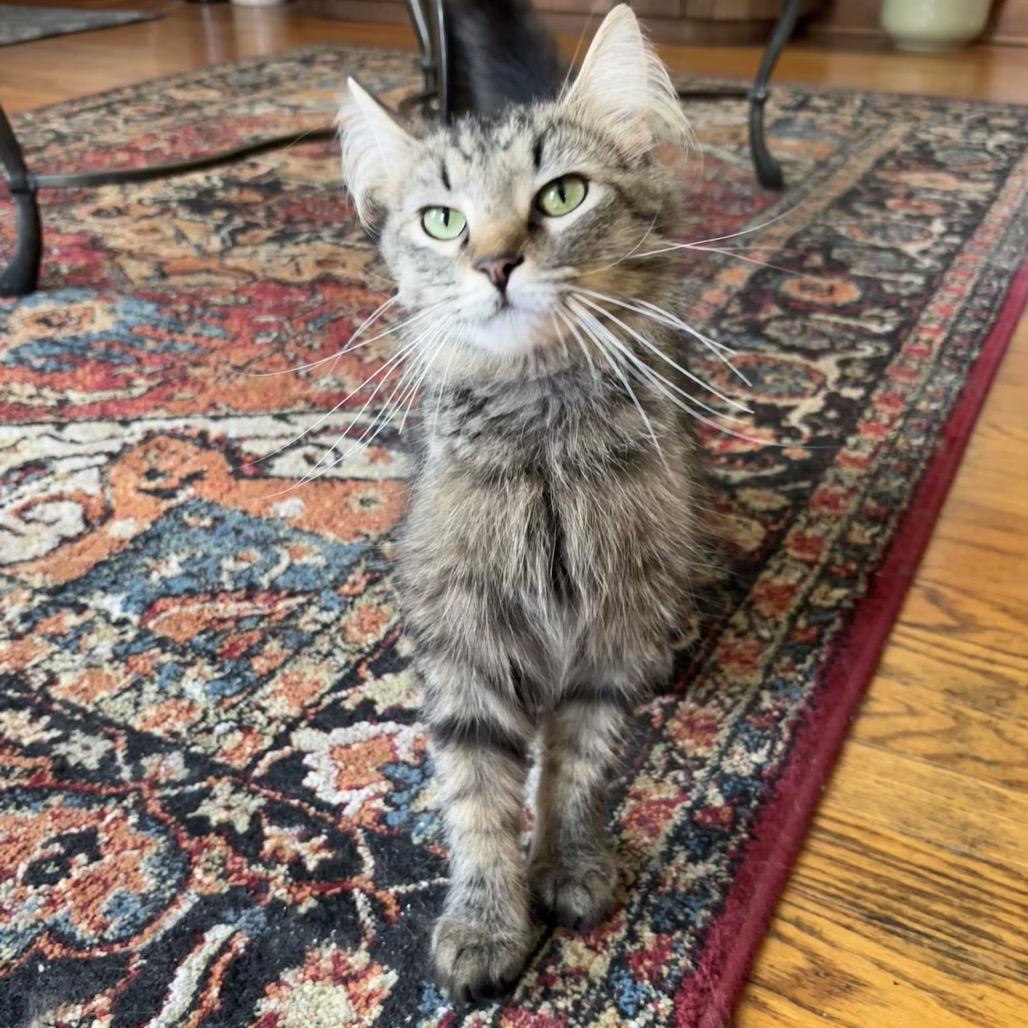 Enlarge Cleo/Lisa, a Adoptable Domestic Long Hair in Frederick, MD image 3/5
