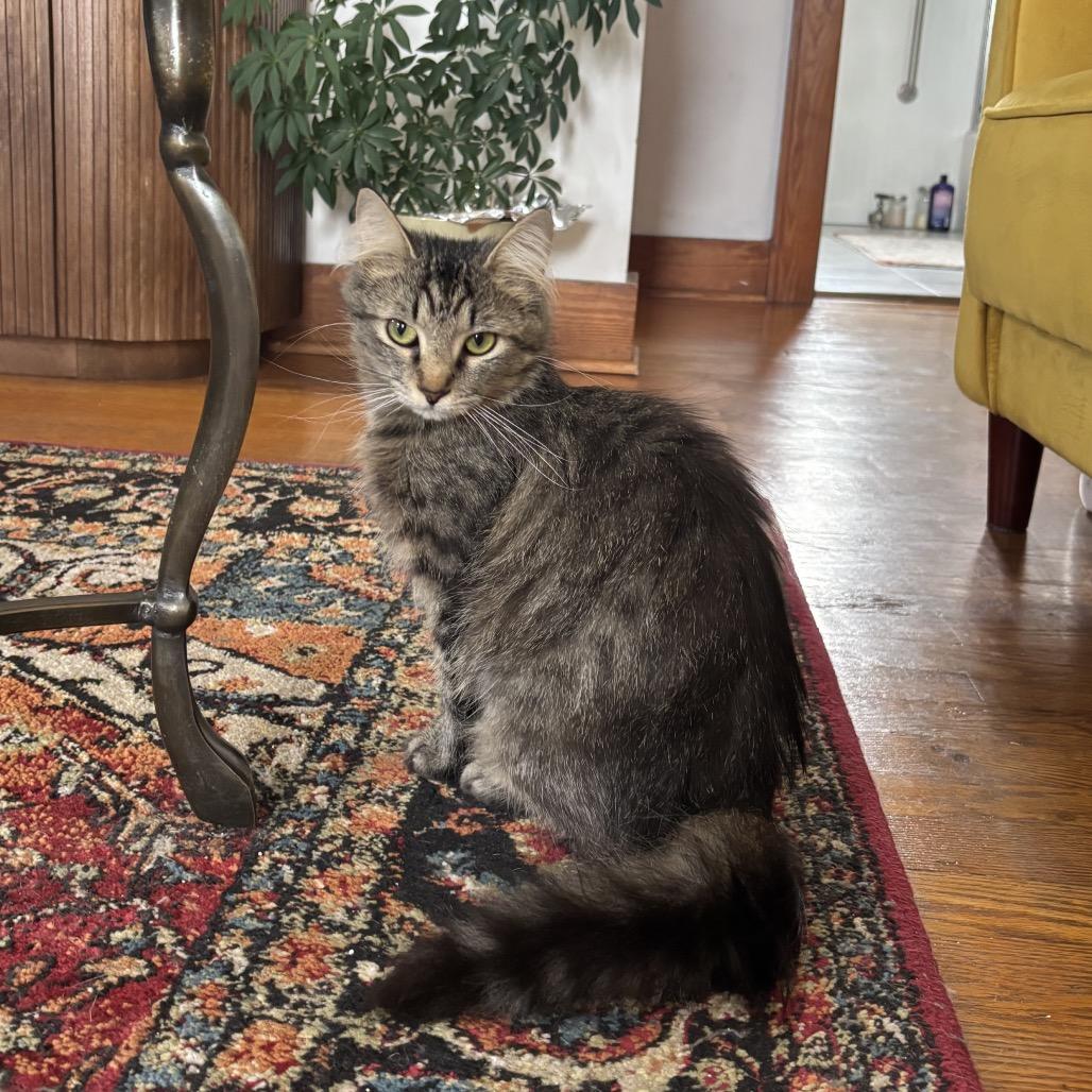 Enlarge Cleo/Lisa, a Adoptable Domestic Long Hair in Frederick, MD image 4/5