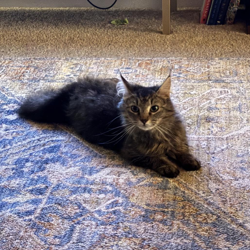 Enlarge Cleo/Lisa, a Adoptable Domestic Long Hair in Frederick, MD image 5/5