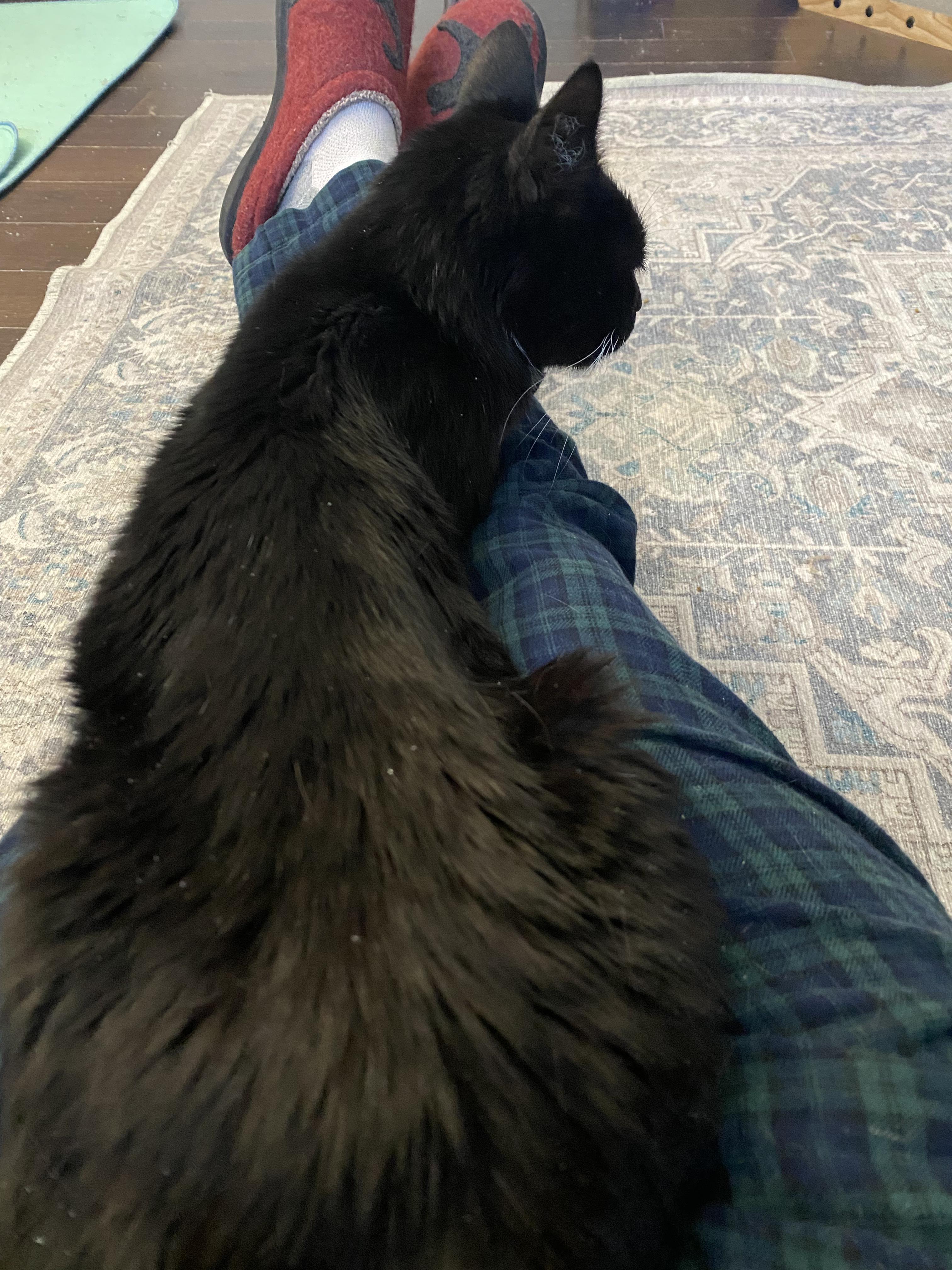 Bells, an adoptable Tuxedo in Warminster, PA image 4/5