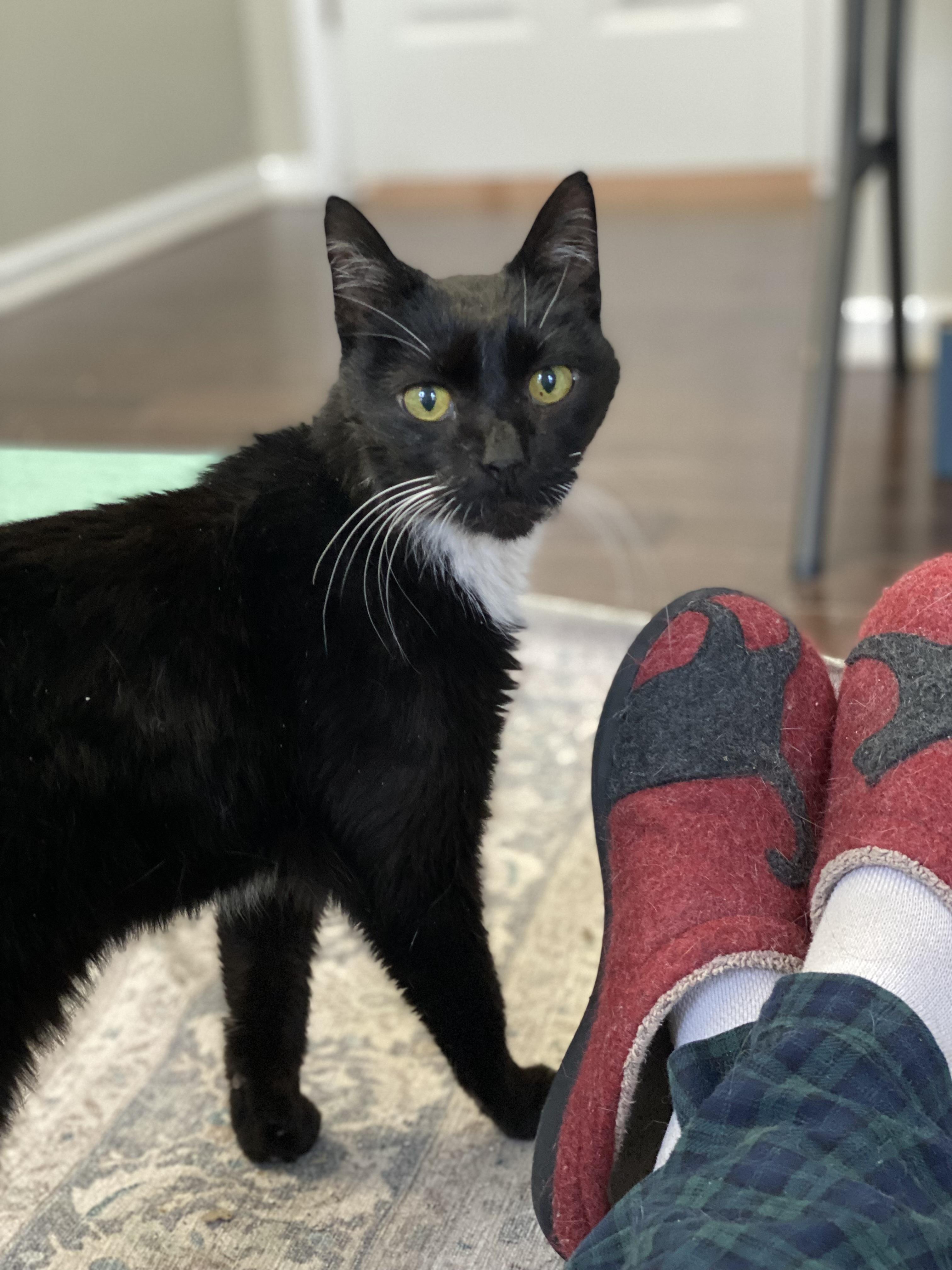 Bells, adoptable, Senior Male Tuxedo.