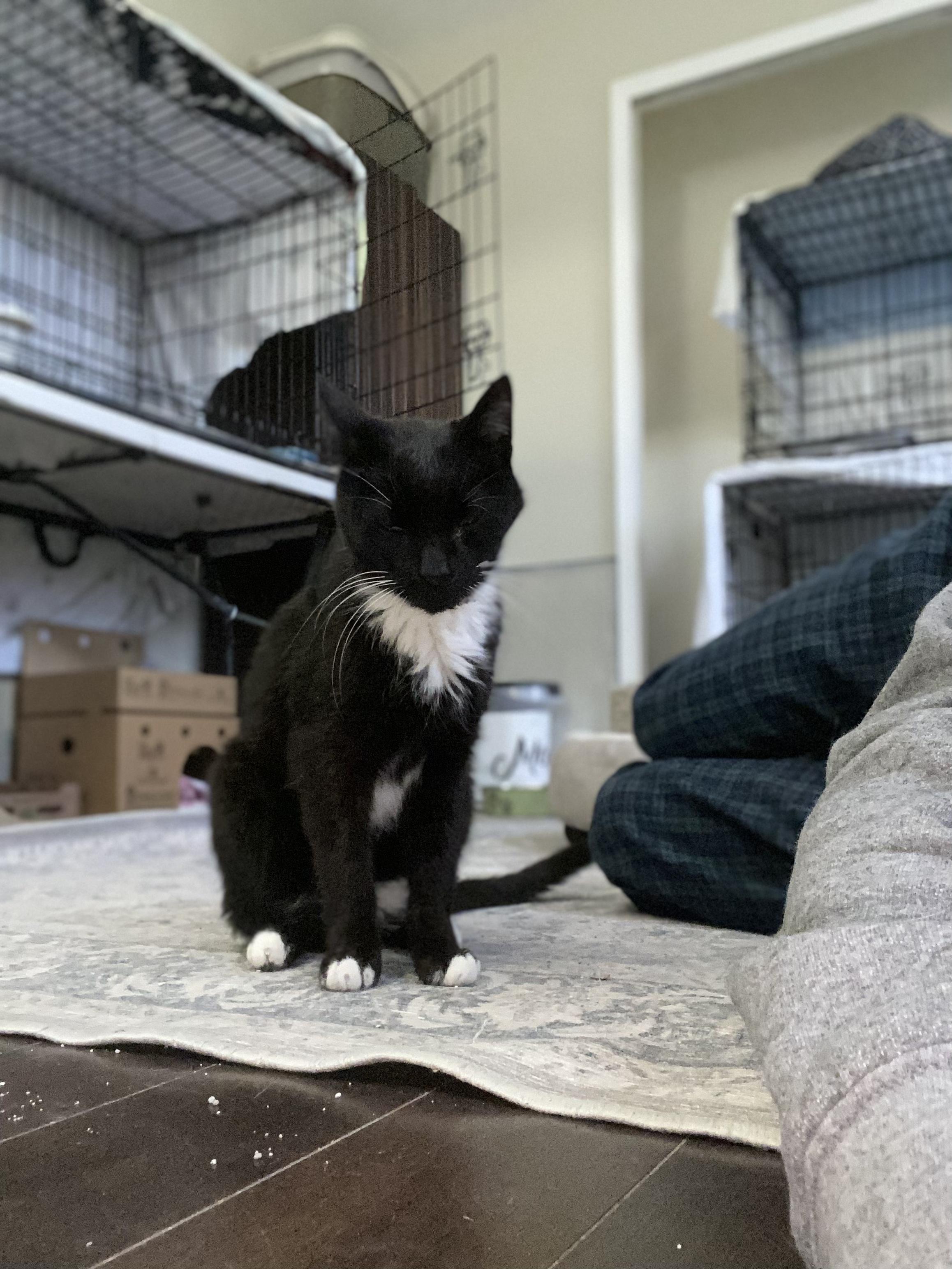 Bells, an adoptable Tuxedo in Warminster, PA image 5/5