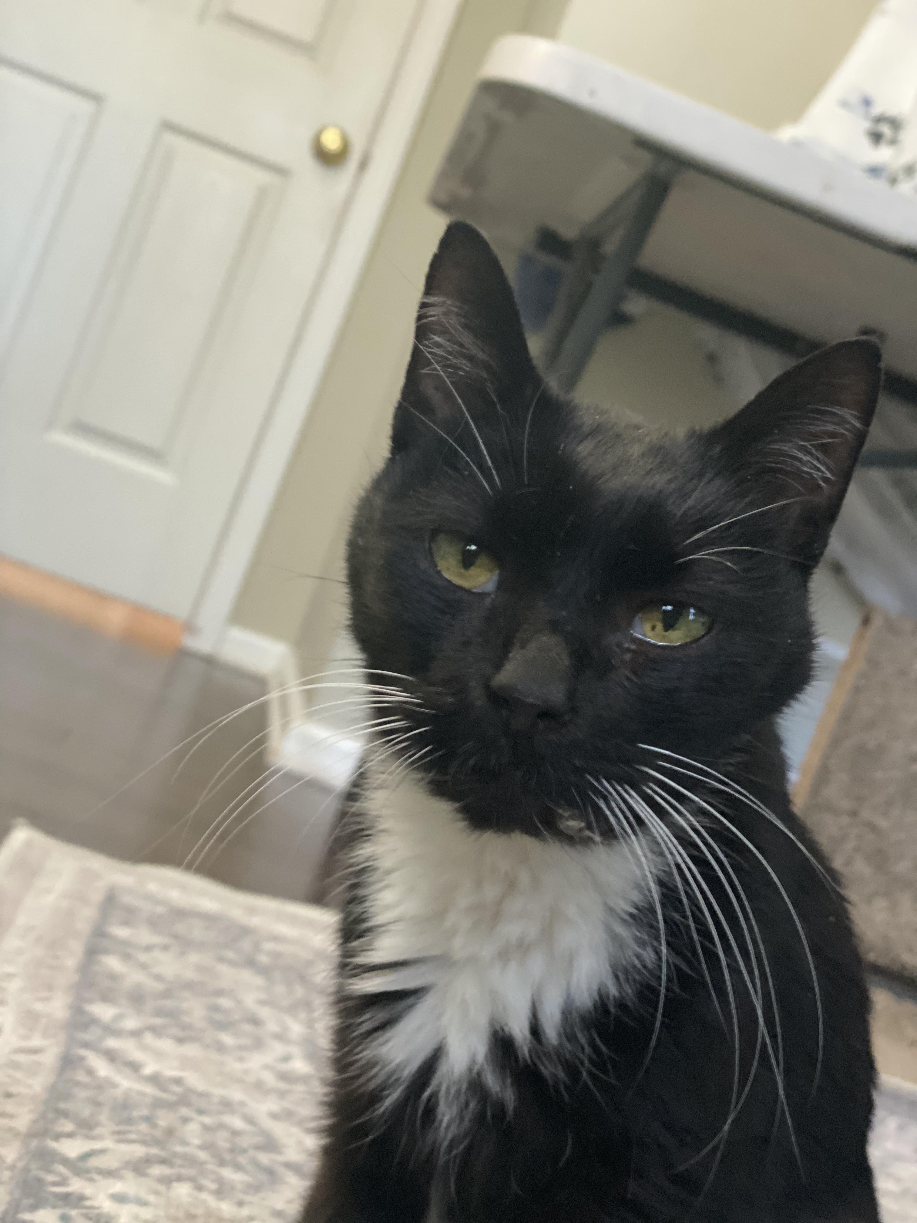 Bells, an adoptable Tuxedo in Warminster, PA image 2/5