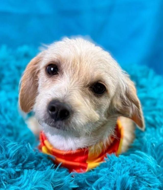 Enlarge Mabel - Given away for free at a flea market - but she's over it! Next!, a Adoptable mixed breed in Austin, TX image 4/4