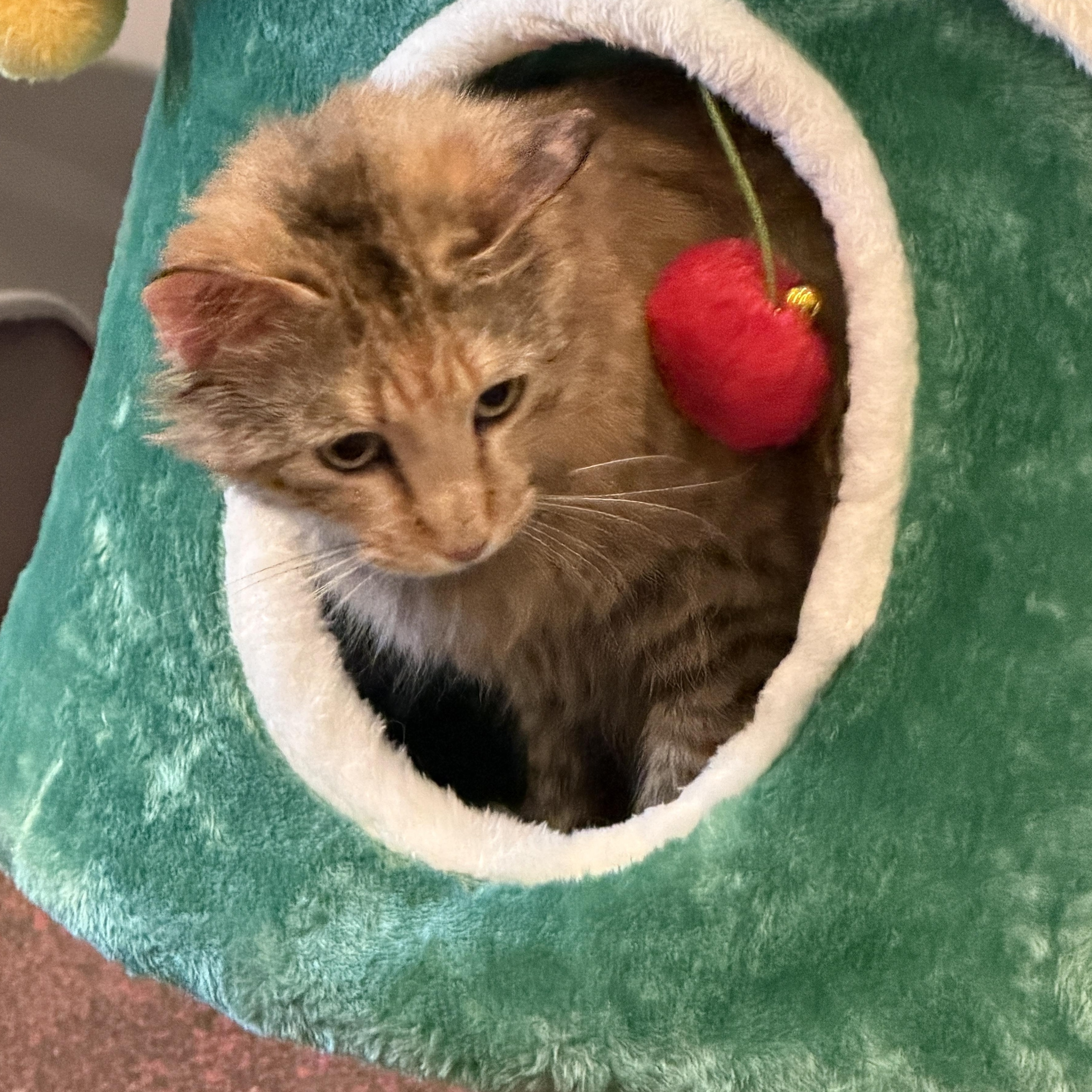 Enlarge Heather, a Adoptable Domestic Long Hair in New Market, MN image 4/4