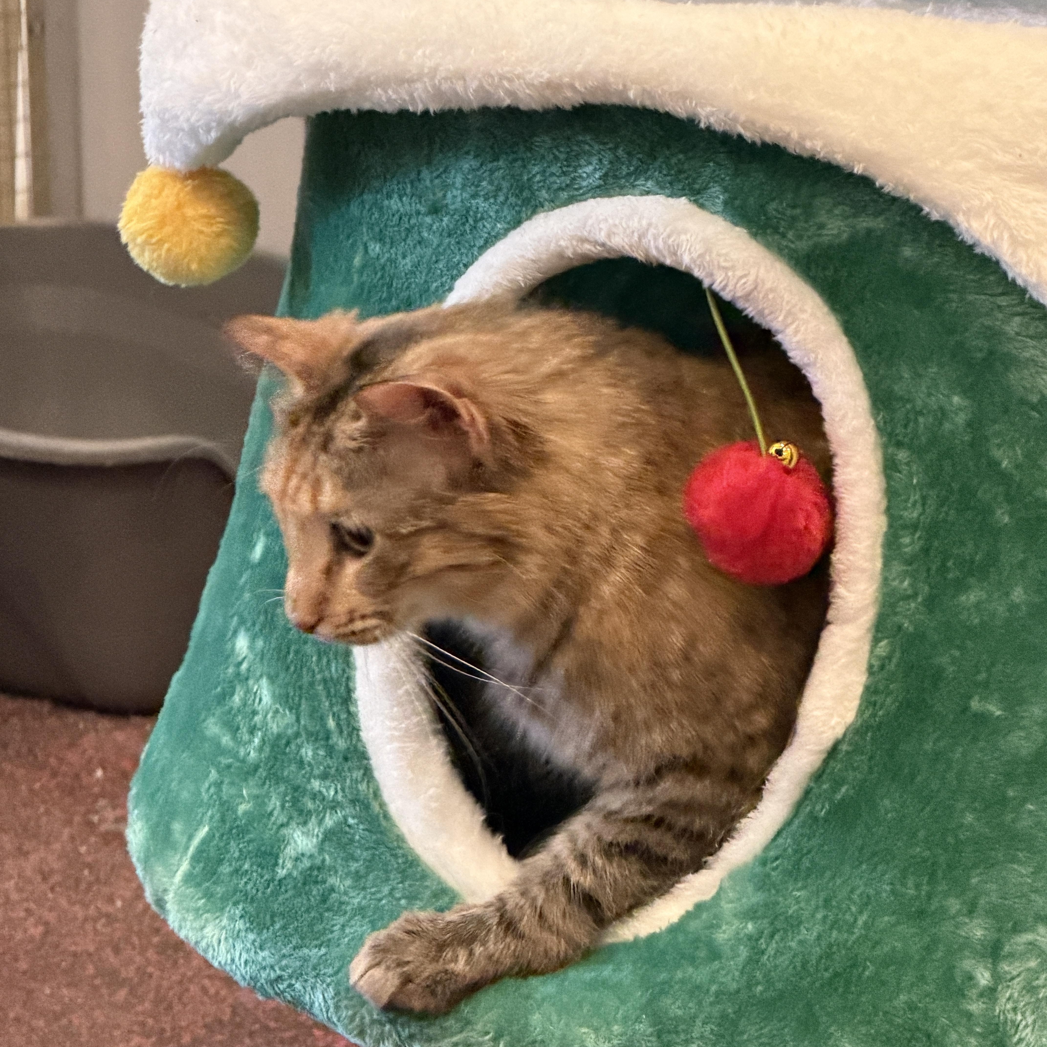 Enlarge Heather, a Adoptable Domestic Long Hair in New Market, MN image 3/4