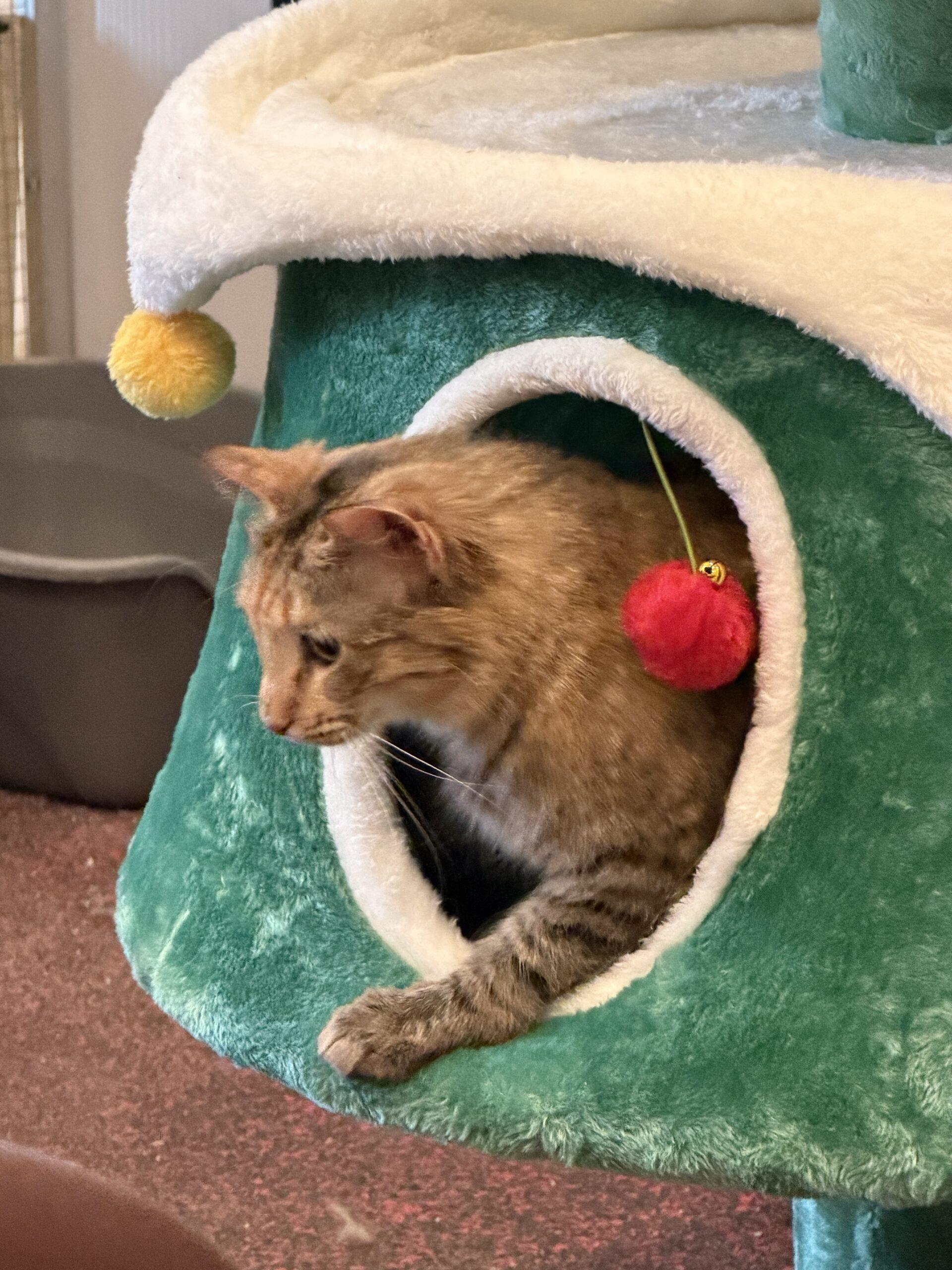 Heather, Adoptable, Adult Female Domestic Long Hair.