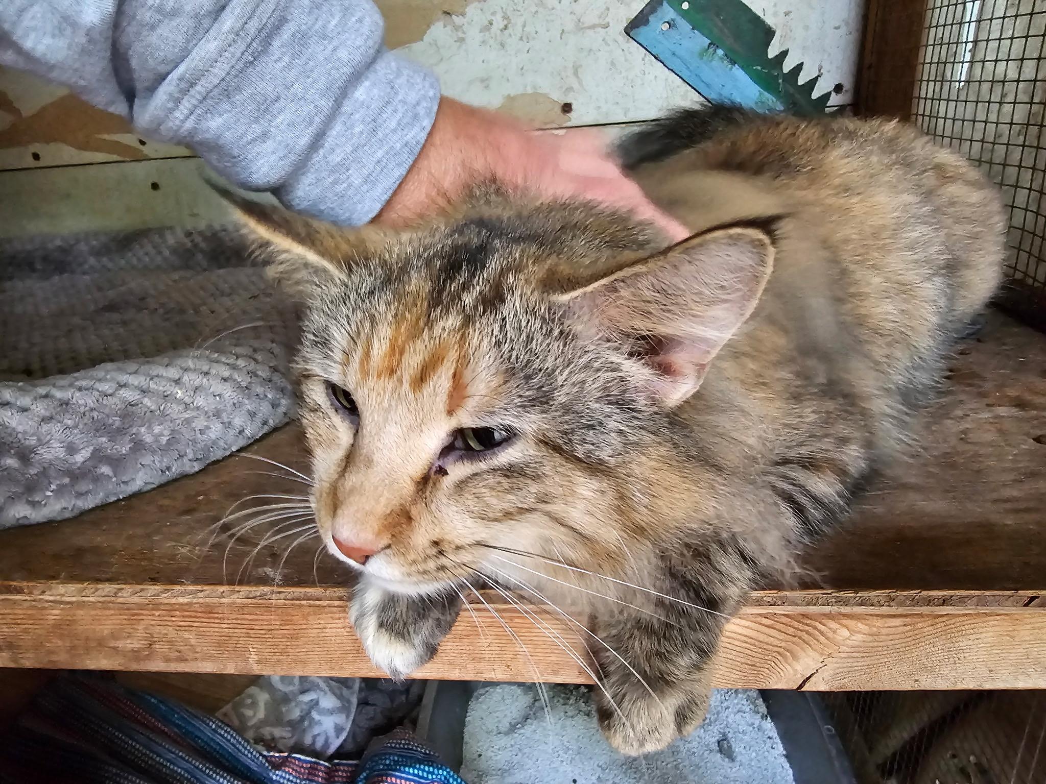 Enlarge Heather, a Adoptable Domestic Long Hair in New Market, MN image 2/4