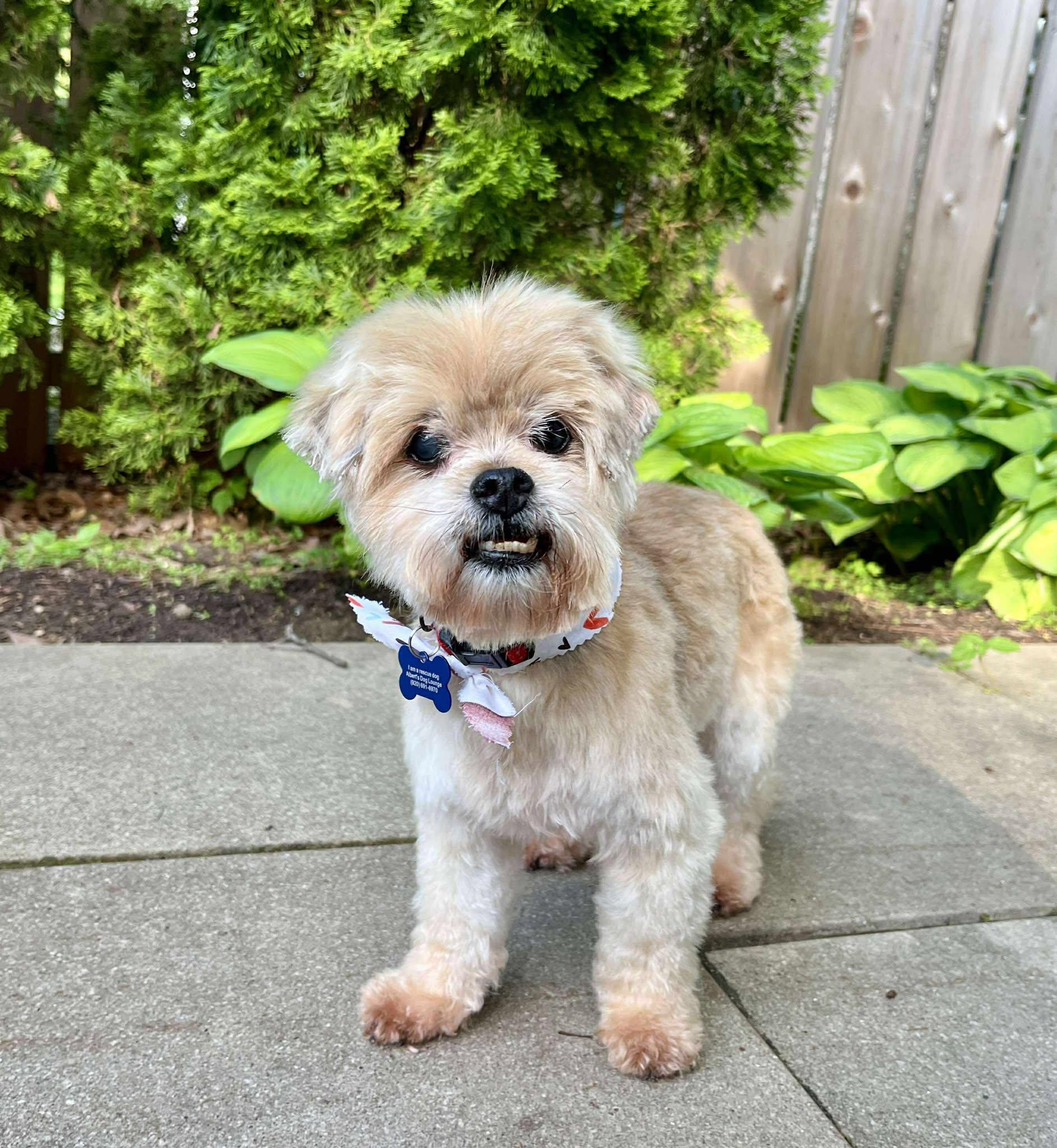 Benji, Senior Male unknown