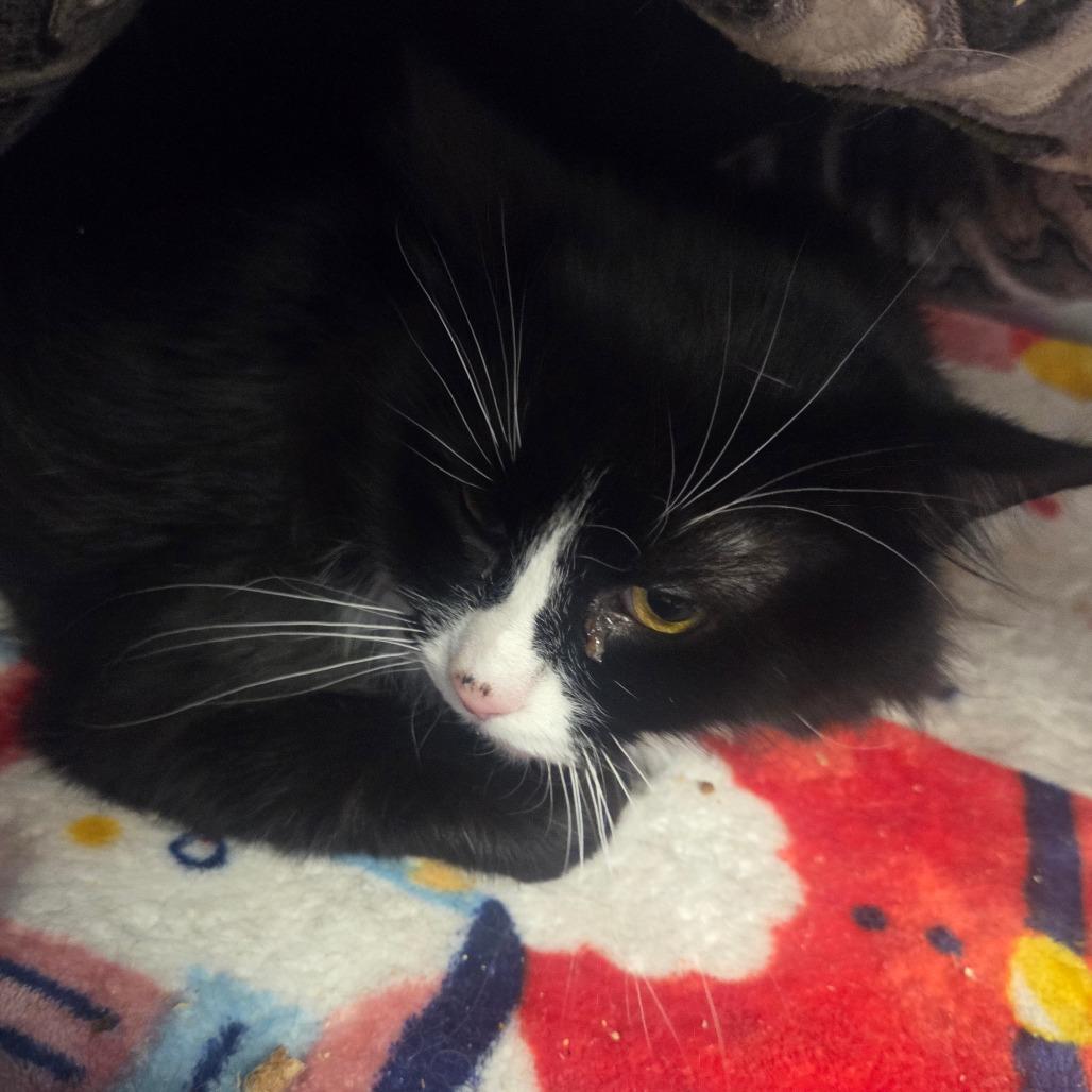 Danielle, a Adoptable Domestic Medium Hair in Spokane, WA image 1/3