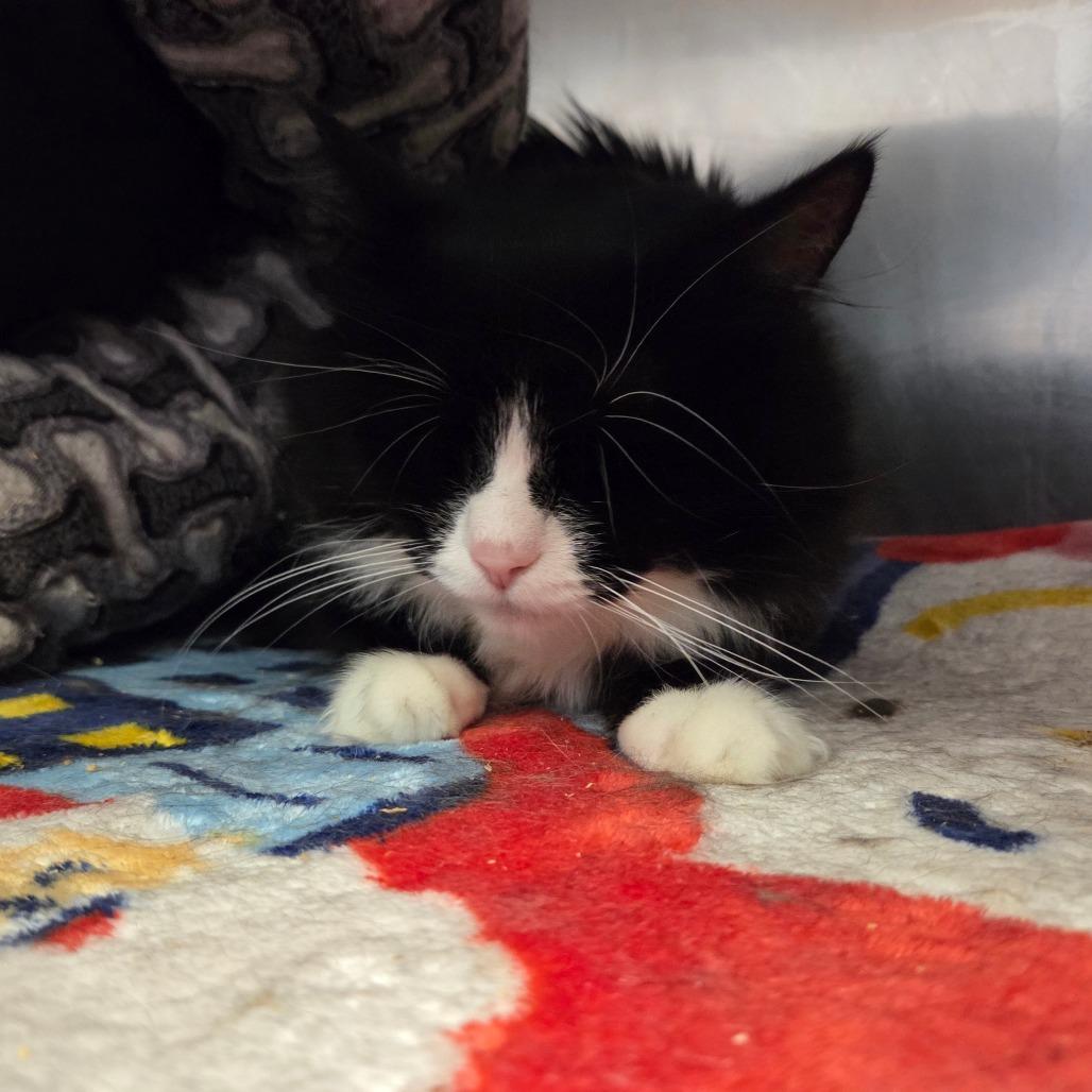 Danielle, a Adoptable Domestic Medium Hair in Spokane, WA image 2/3