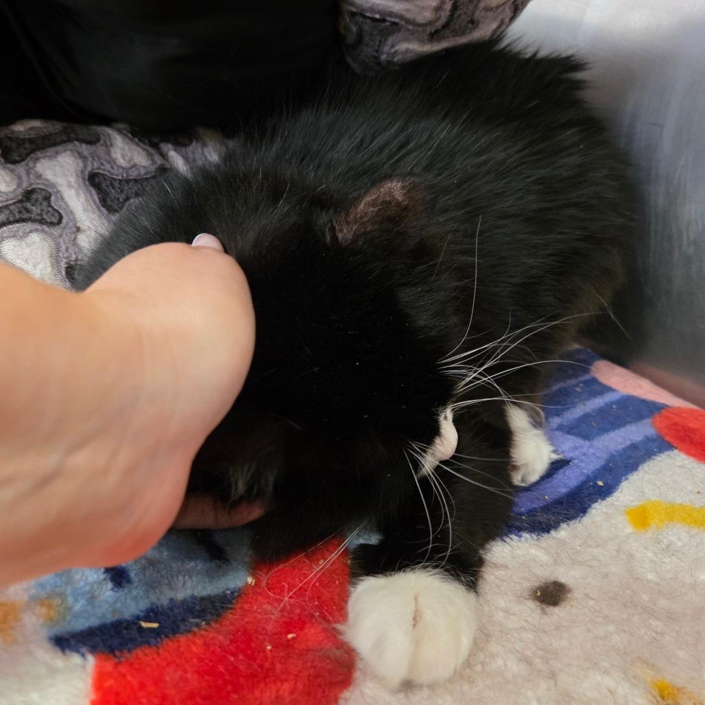 Danielle, a Adoptable Domestic Medium Hair in Spokane, WA image 3/3