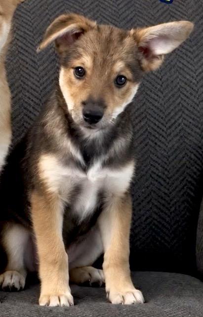 Scout, Adoptable, Puppy Male Jack Russell Terrier & Pomeranian.