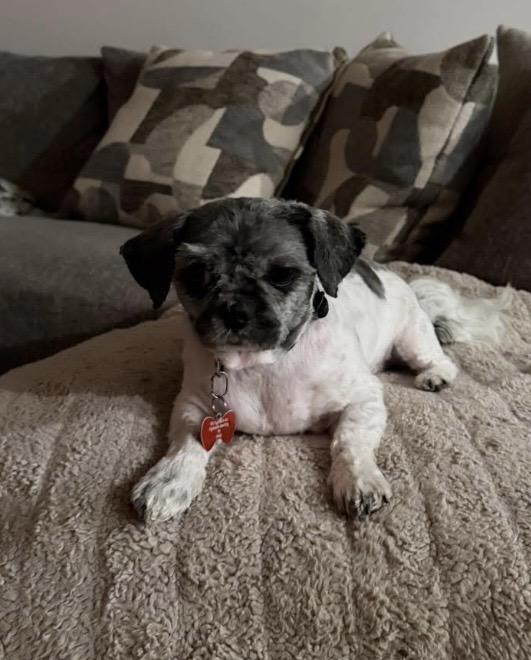 Enlarge Reggie, a ADOPTABLE Shih Tzu in Philadelphia, PA image 2/3