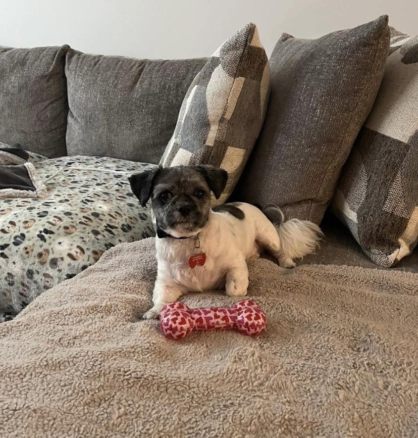 Enlarge Reggie, a ADOPTABLE Shih Tzu in Philadelphia, PA image 1/3