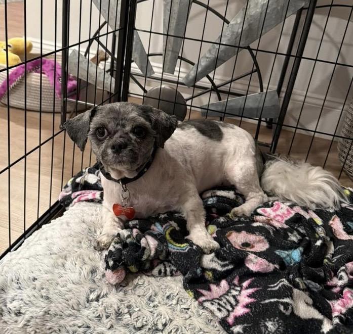 Enlarge Reggie, a ADOPTABLE Shih Tzu in Philadelphia, PA image 3/3