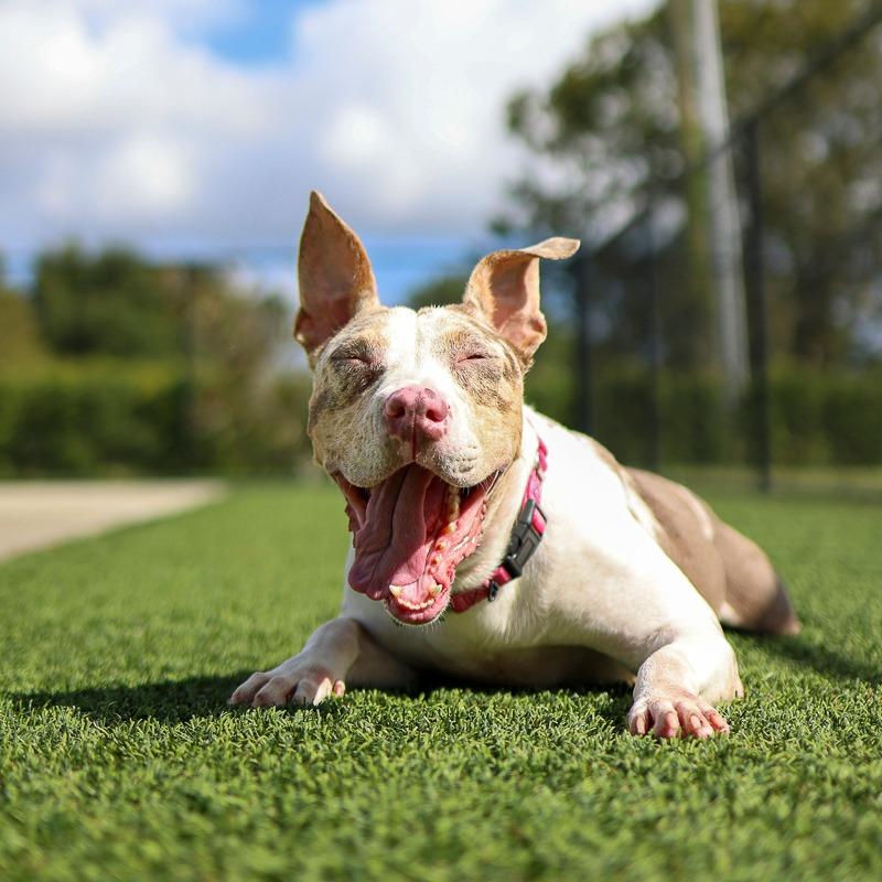 Wednesday, Adoptable, Young Female Pit Bull Terrier & Mixed Breed.