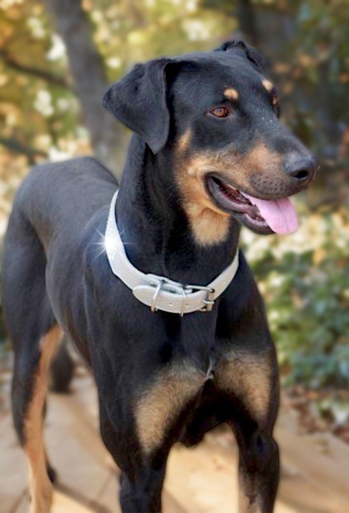 Enlarge Oscar, a Adoptable Doberman Pinscher in Kingman, AZ image 1/3