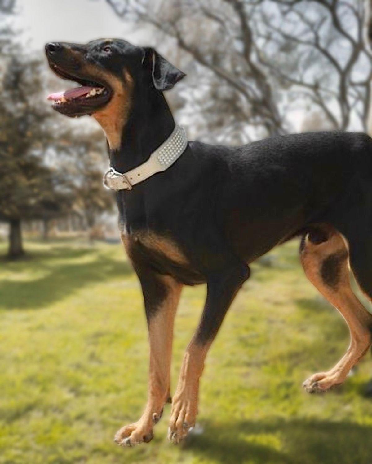 Enlarge Oscar, a Adoptable Doberman Pinscher in Kingman, AZ image 2/3