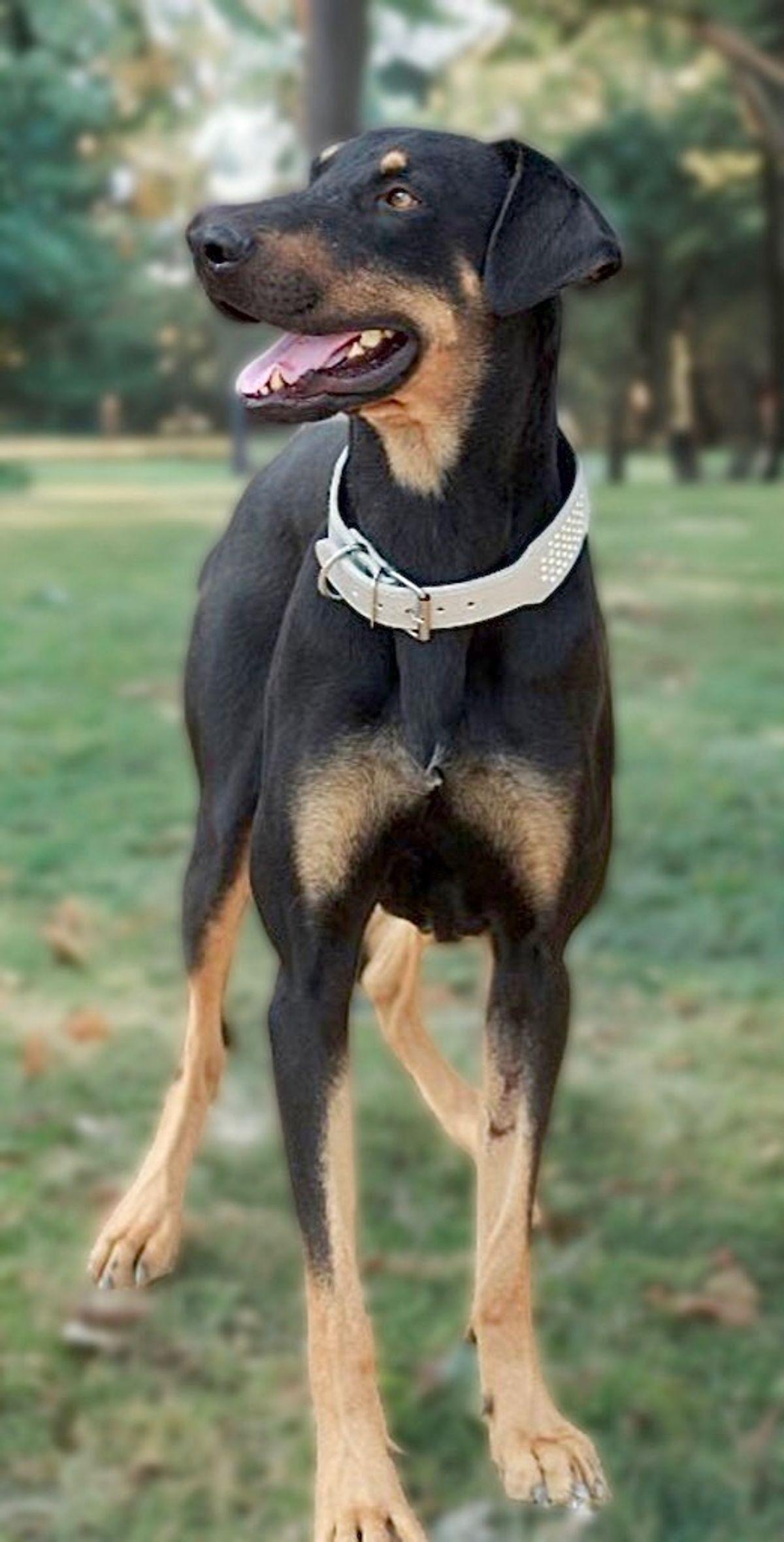 Enlarge Oscar, a Adoptable Doberman Pinscher in Kingman, AZ image 3/3