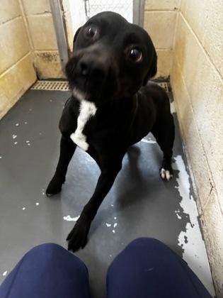 Rambo, a Adoptable mixed breed in Clayton, GA image 1/3
