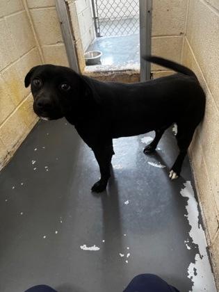 Rambo, a Adoptable mixed breed in Clayton, GA image 2/3