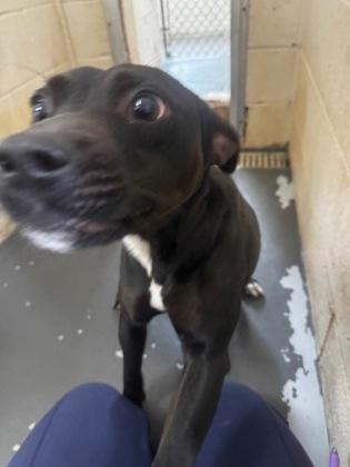Rambo, a Adoptable mixed breed in Clayton, GA image 3/3
