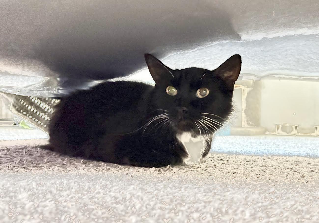 Enlarge Fifi, a Adoptable Domestic Medium Hair in Carson City, NV image 2/2