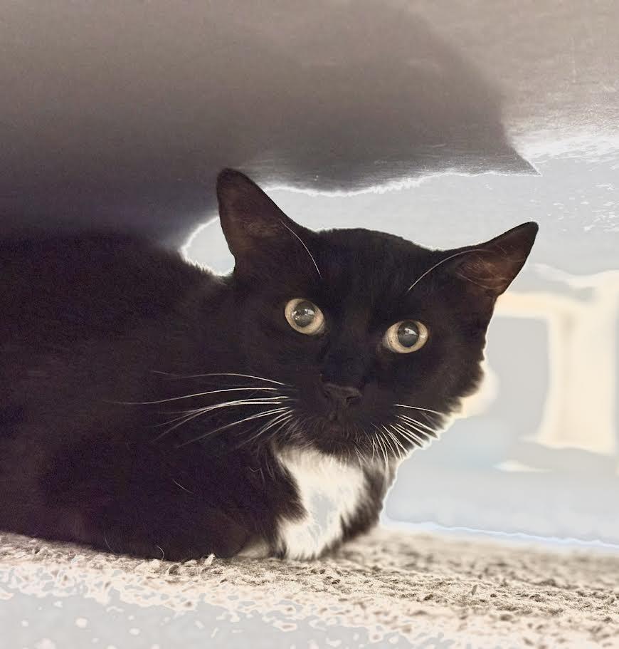 Fifi, Adoptable, Adult Female Domestic Medium Hair.