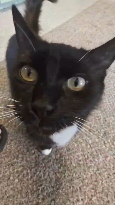 Enlarge Fifi, a Adoptable Domestic Medium Hair in Carson City, NV video 3/3