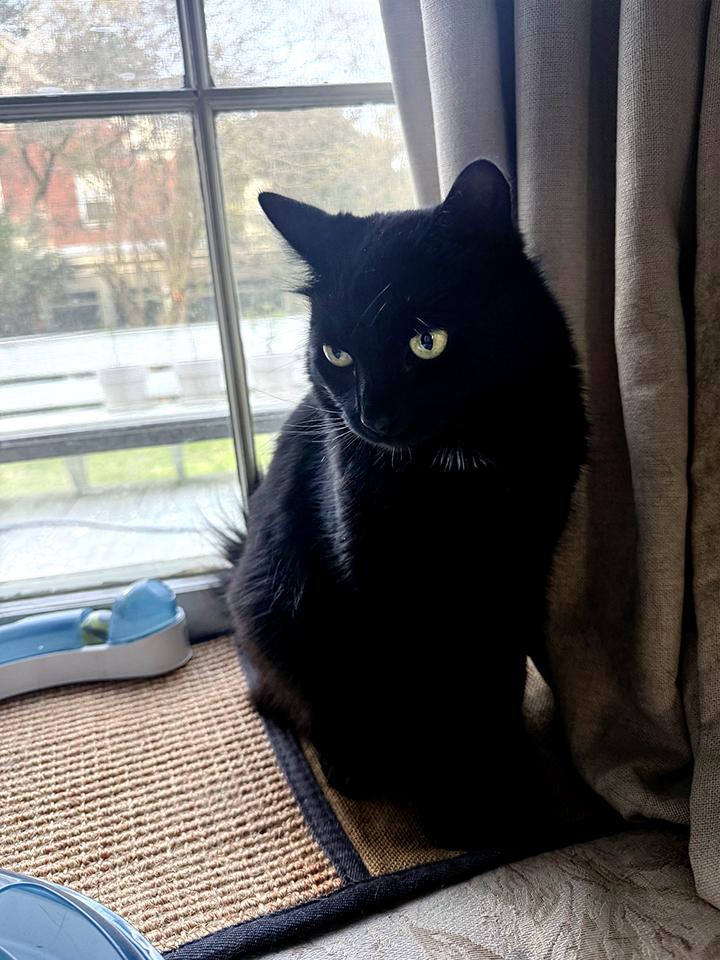 Enlarge Winnie, a ADOPTABLE Domestic Medium Hair in Smithfield, VA image 3/4