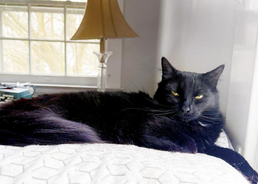 Enlarge Winnie, a ADOPTABLE Domestic Medium Hair in Smithfield, VA image 2/4