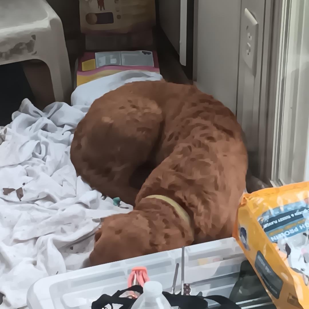 Lily, a Adopted mixed breed in Bartlett, IL image 1/4