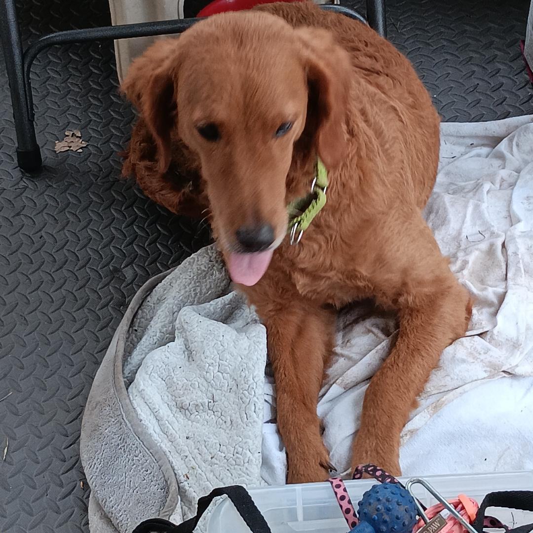 Lily, a Adopted mixed breed in Bartlett, IL image 2/4