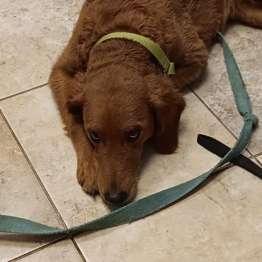 Lily, a Adopted mixed breed in Bartlett, IL image 3/4