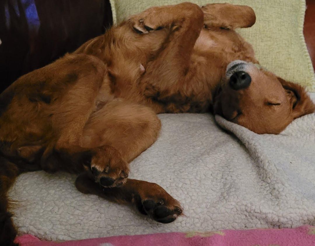 Lily, a Adopted mixed breed in Bartlett, IL image 4/4