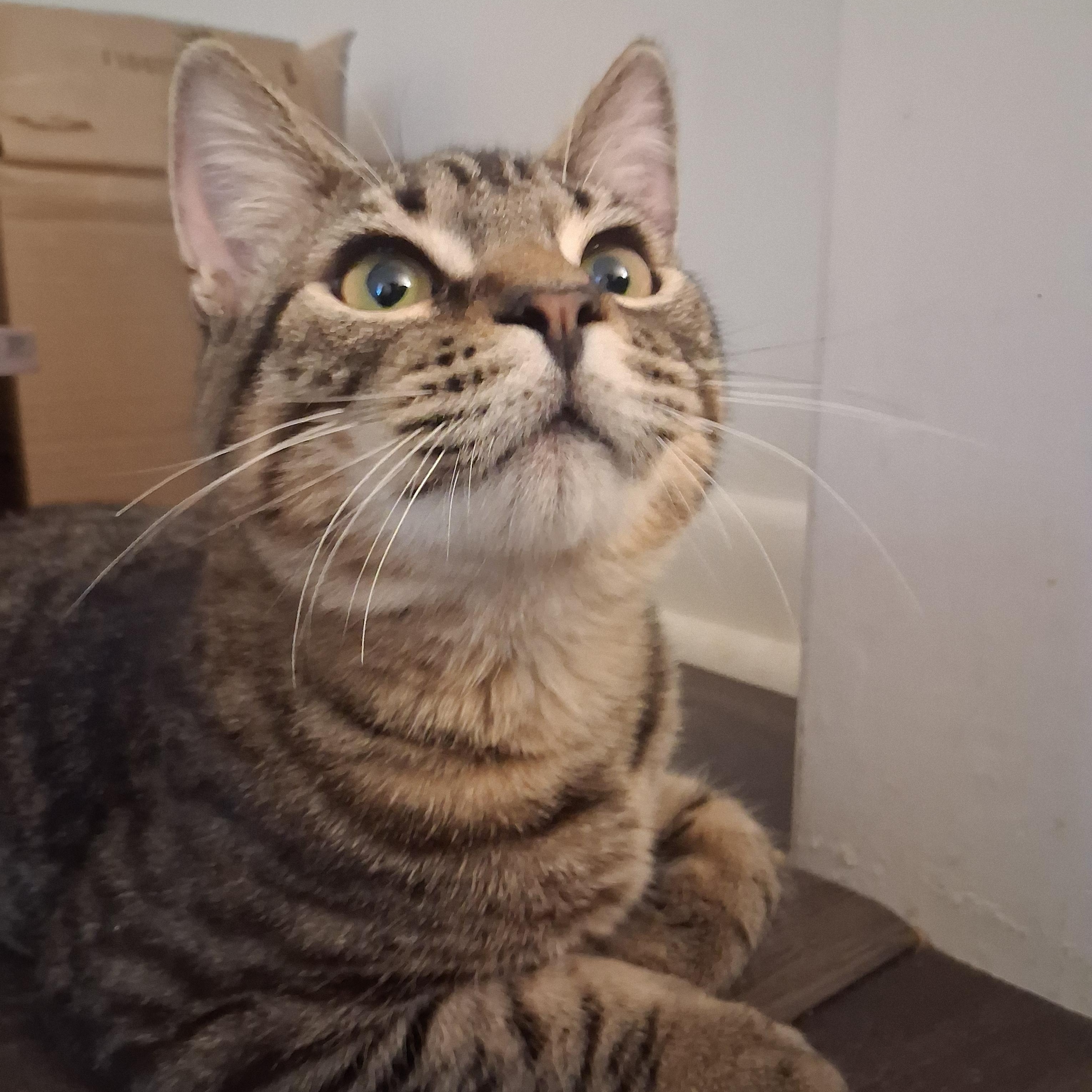 Enlarge Dexter, a Adoptable Domestic Short Hair in Beaufort, SC image 3/6