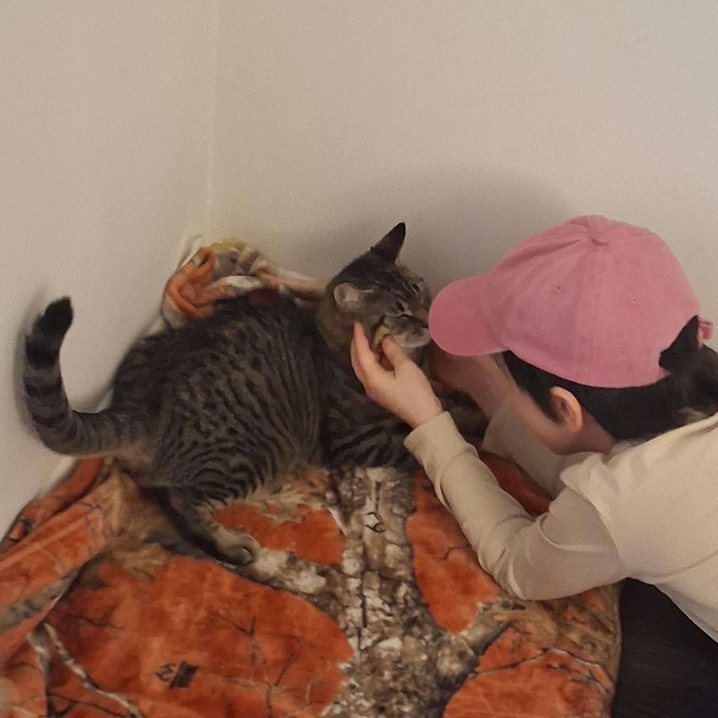 Enlarge Dexter, a Adoptable Domestic Short Hair in Beaufort, SC image 4/6