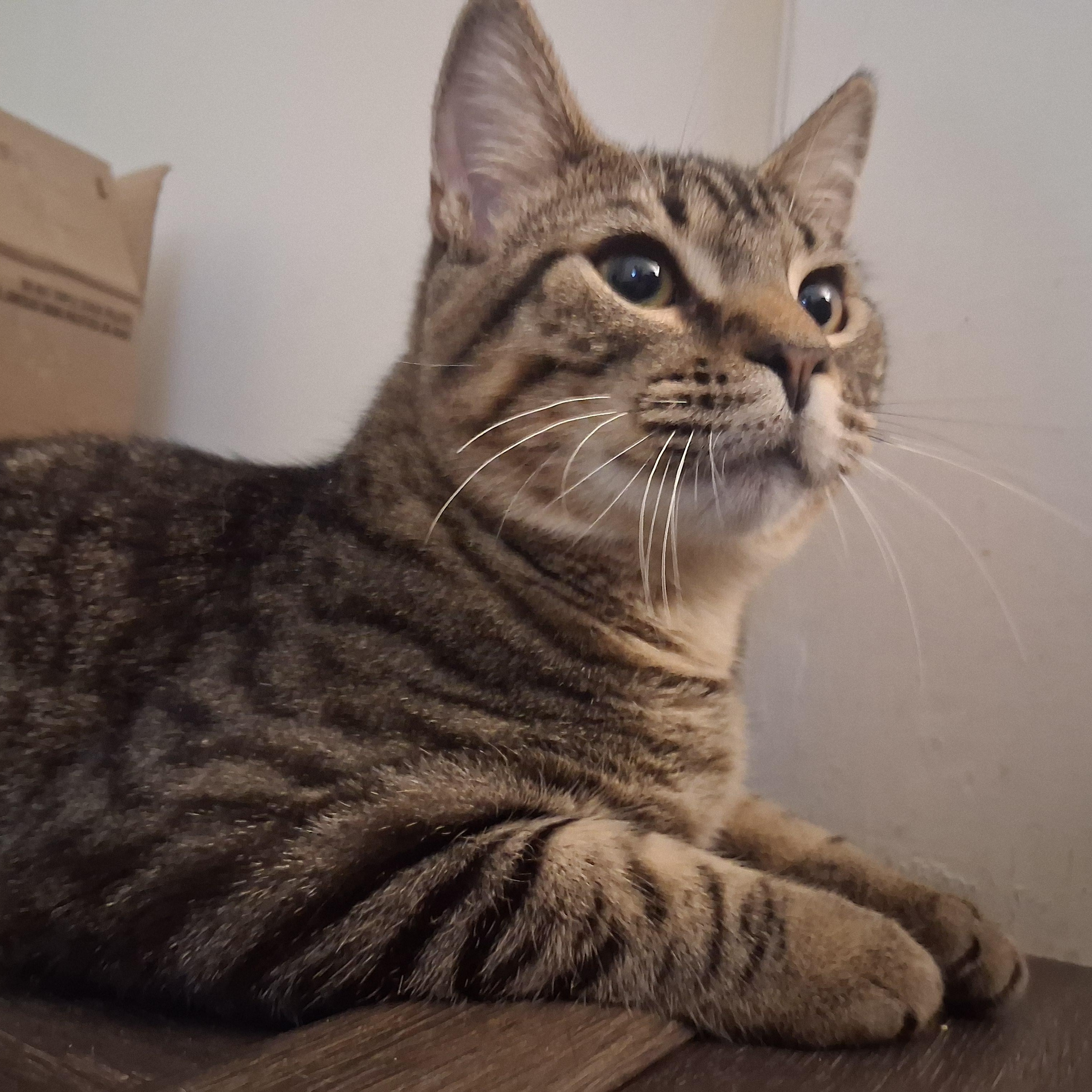 Enlarge Dexter, a Adoptable Domestic Short Hair in Beaufort, SC image 5/6