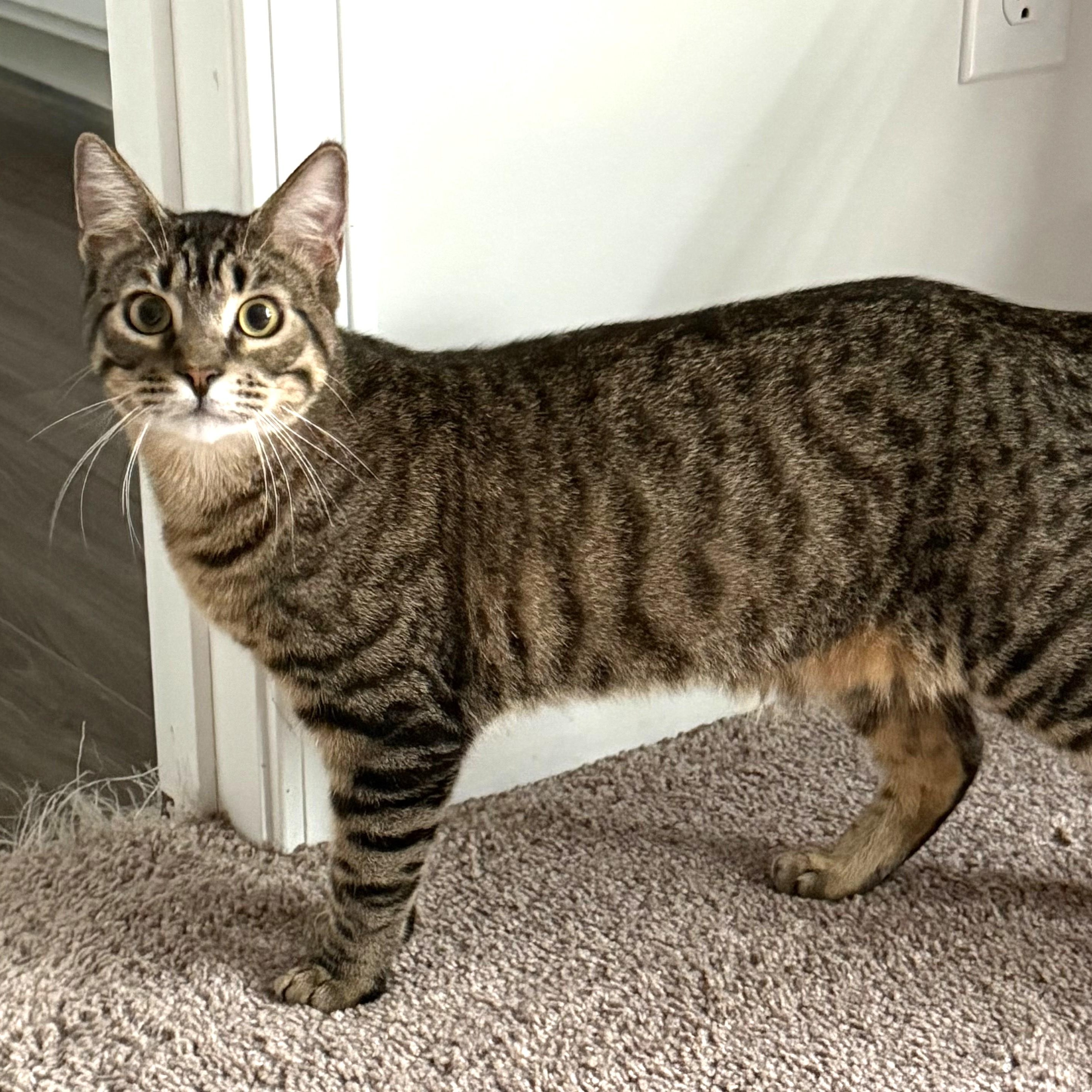 Enlarge Dexter, an adopted Domestic Short Hair in Beaufort, SC image 5/6