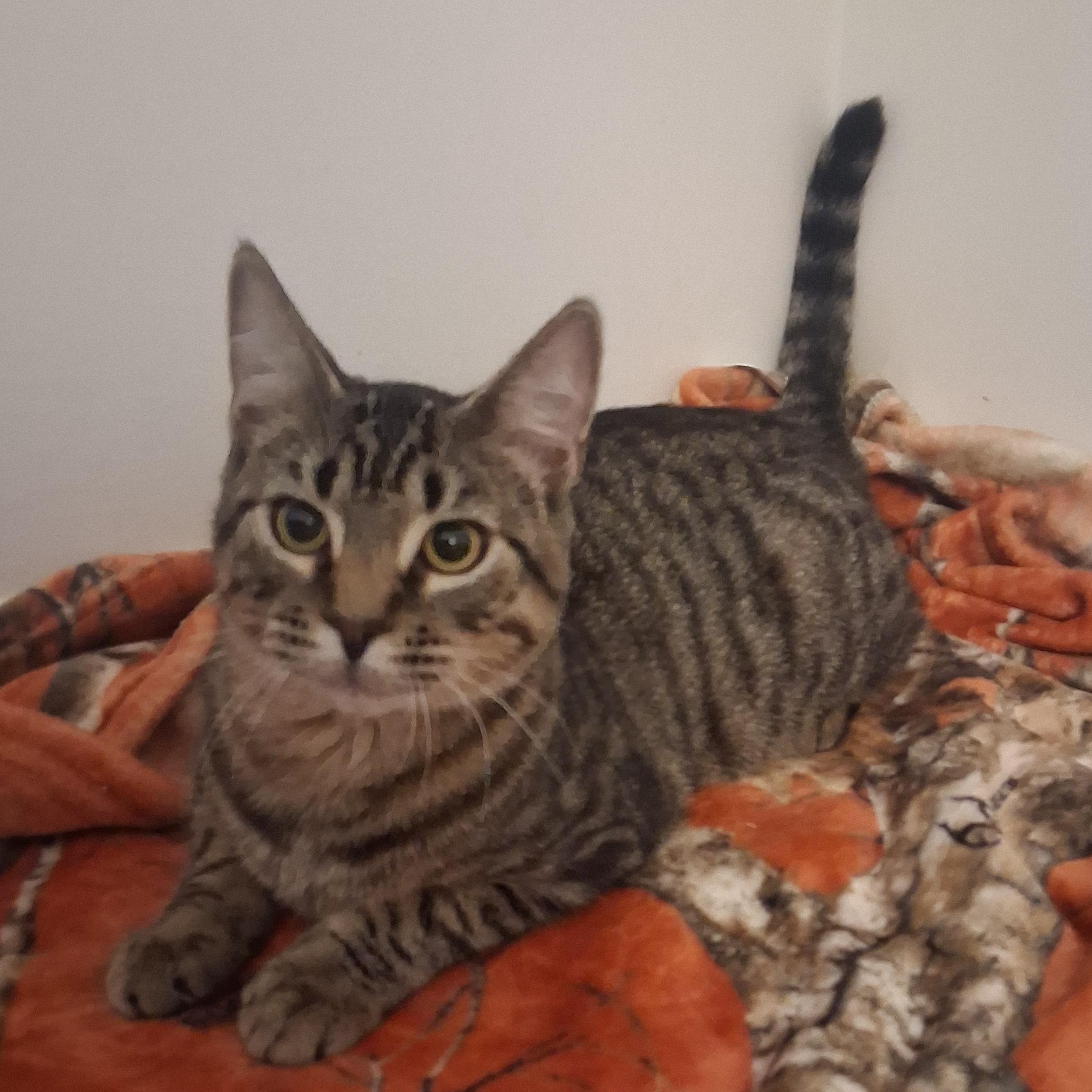 Enlarge Dexter, a Adoptable Domestic Short Hair in Beaufort, SC image 2/6