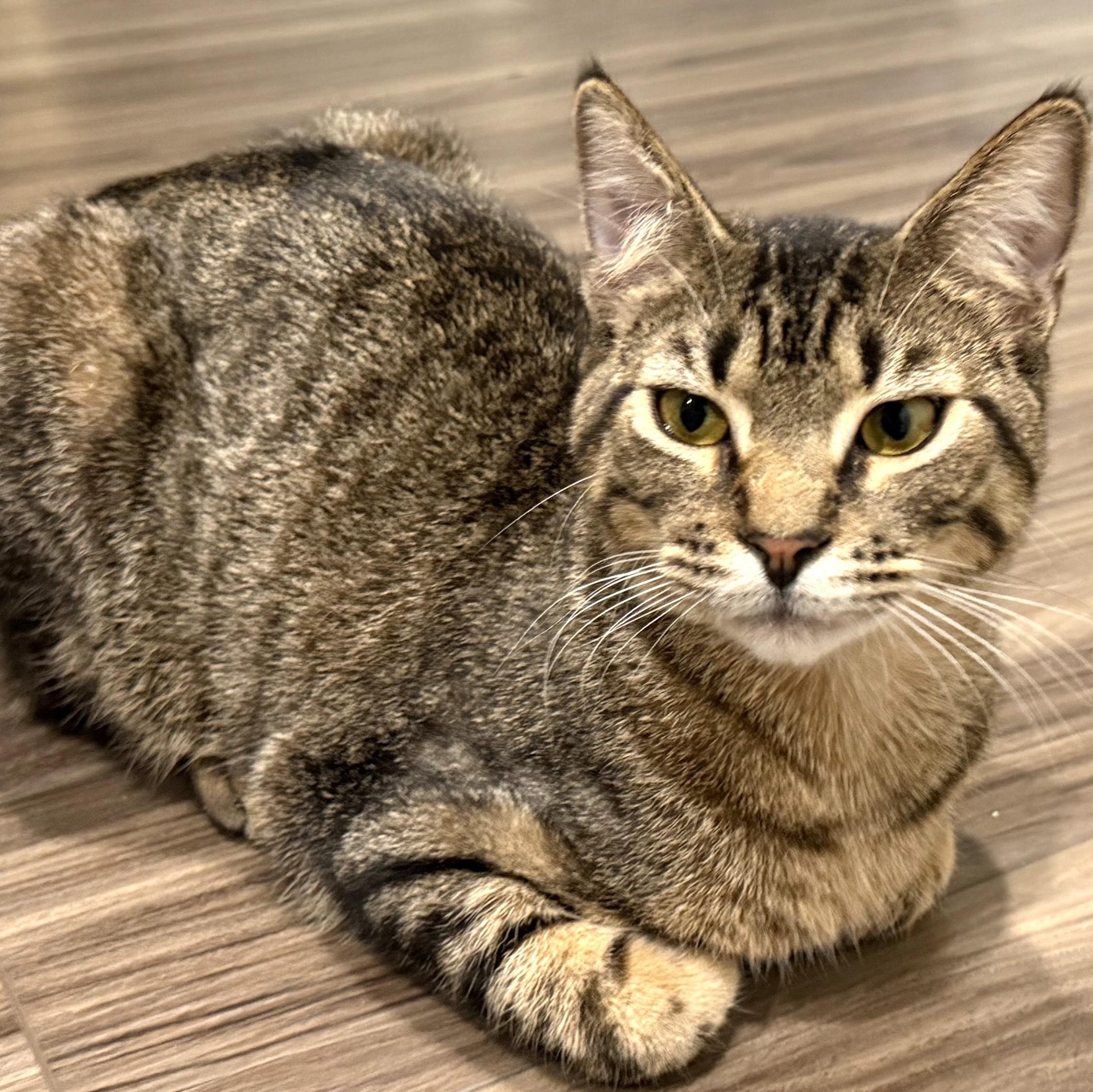 Enlarge Dexter, an adopted Domestic Short Hair in Beaufort, SC image 3/6