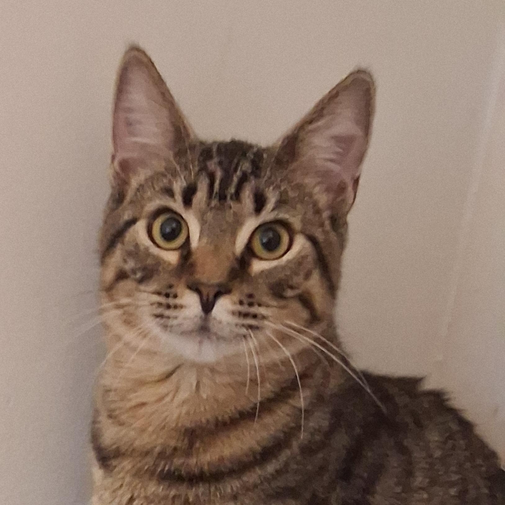 Enlarge Dexter, a Adoptable Domestic Short Hair in Beaufort, SC image 1/6