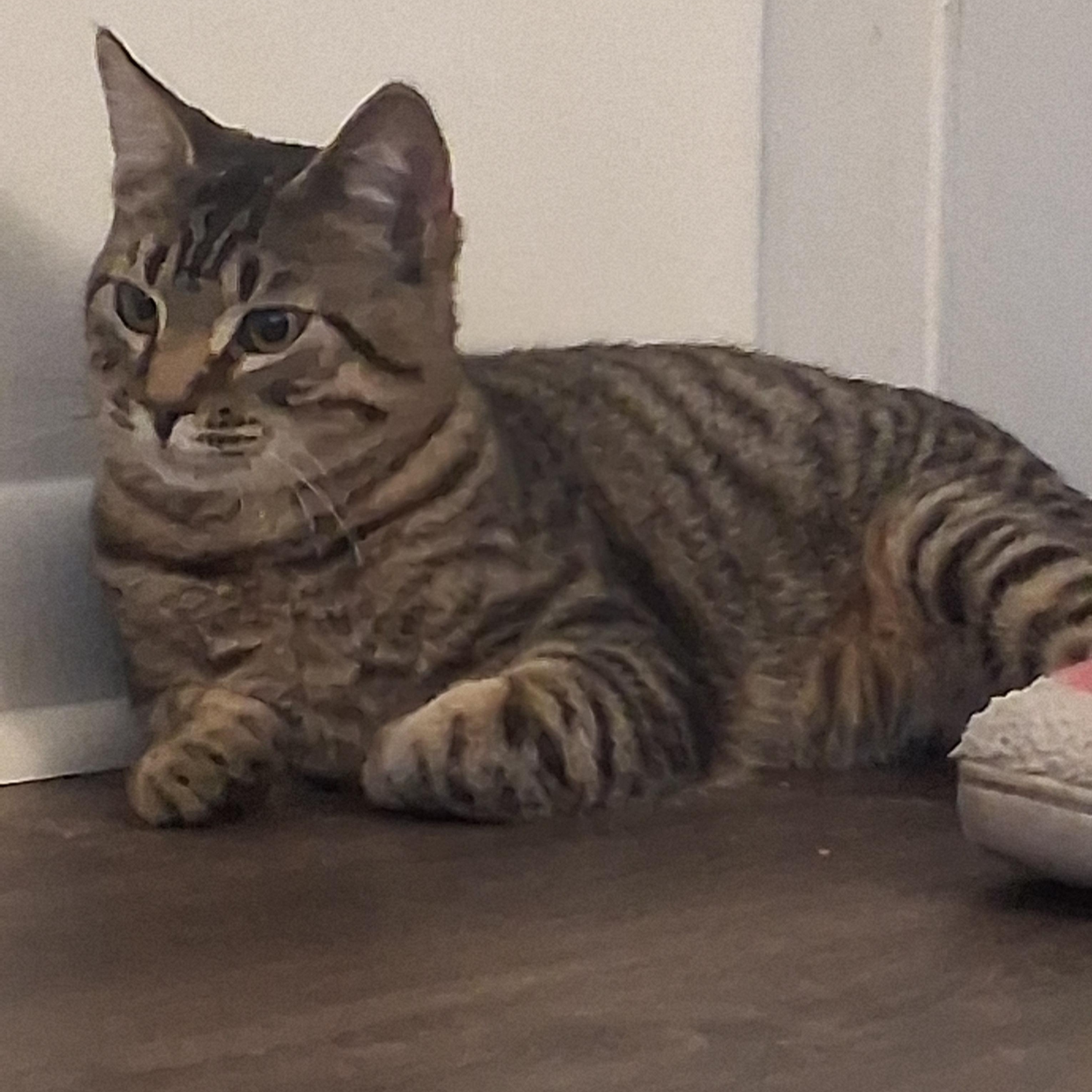 Enlarge Dexter, a Adoptable Domestic Short Hair in Beaufort, SC image 6/6