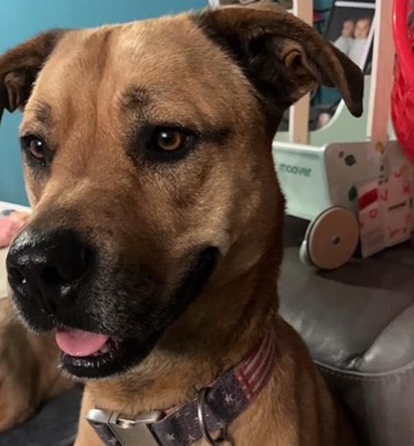 Enlarge Dr Drey, a Adoptable mixed breed in Des Moines, IA image 1/1