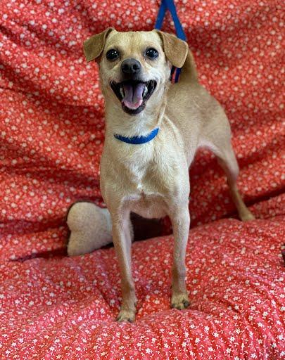 Woody, ADOPTABLE, Adult Male Chihuahua & Rat Terrier.